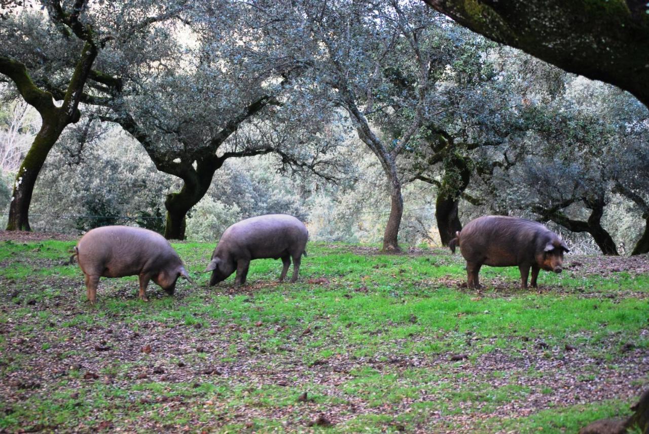 El Alojamiento Rural De Peter 아레세나 외부 사진